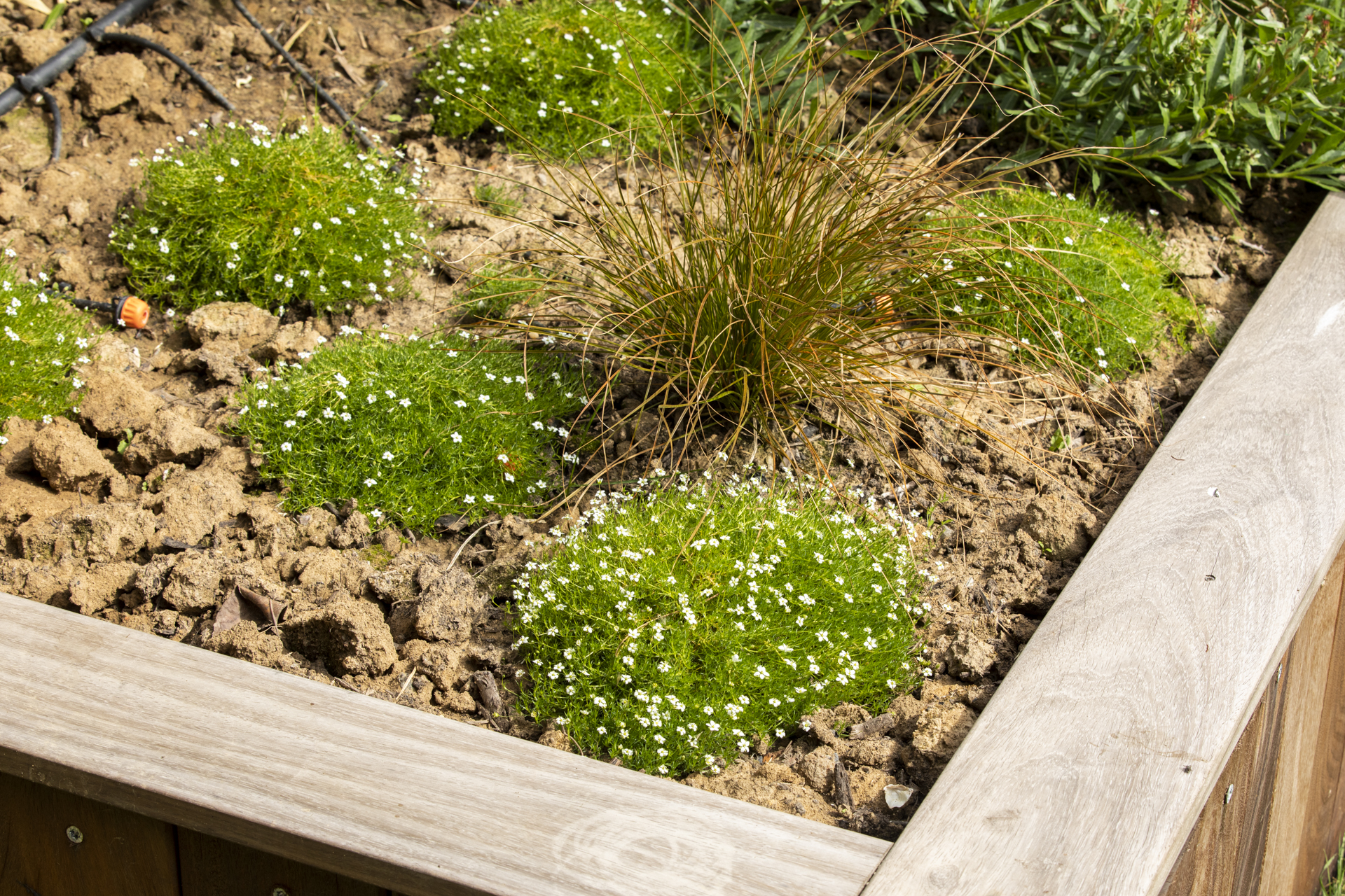 Création de jardin à Villeneuve-d'Ascq